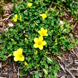 High angle view of yellow flowering plants