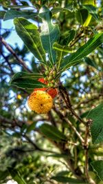 Low angle view of fruits on tree