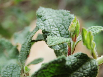 Close-up of green leaf