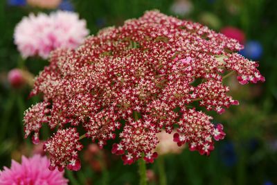 Close-up of pink flowers