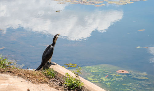 High angle view of bird perching on lake