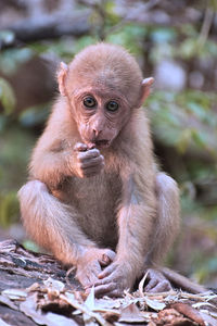 Close-up of monkey