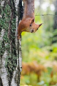 Close-up of tree trunk in forest