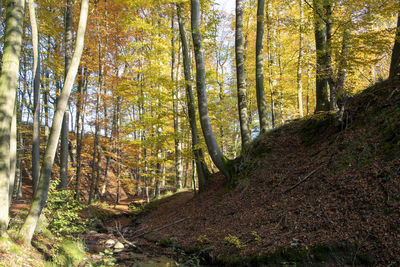 Trees in forest during autumn