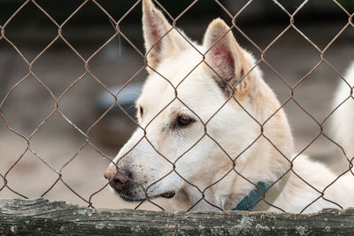 Close-up of a horse behind fence