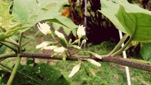 Close-up of fresh green plant