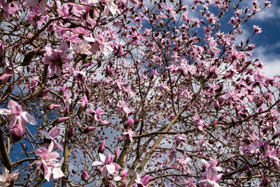 Low angle view of cherry blossom tree