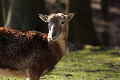 Portrait of deer standing on field