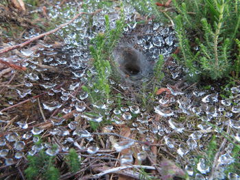 High angle view of lizard on field