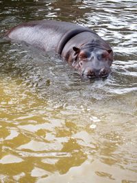 Dog swimming in lake