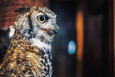 Close-up of owl looking away