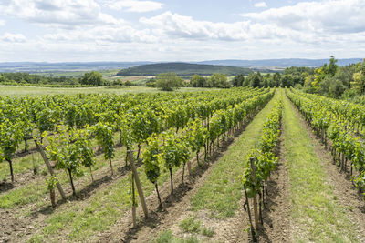 Scenic view of vineyard against sky