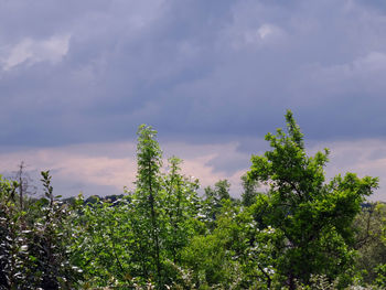 Low angle view of trees against sky