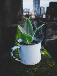 Close-up of potted plant on retaining wall against building