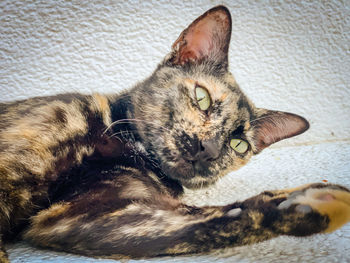 Close-up of cat resting on bed