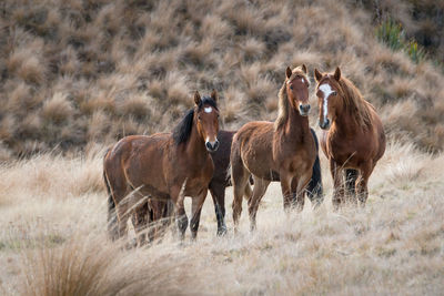 Horses in a field