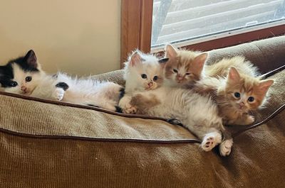 Cats relaxing in a home