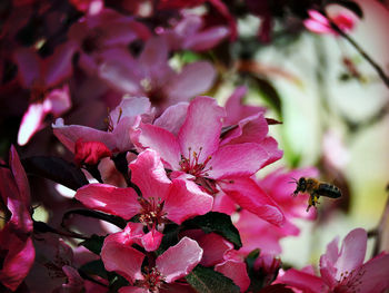 Close-up of bee on pink flowers