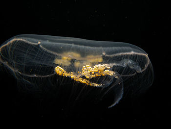 Close-up of jellyfish swimming in sea