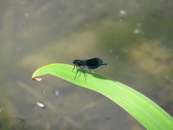 Close-up of insect on leaf