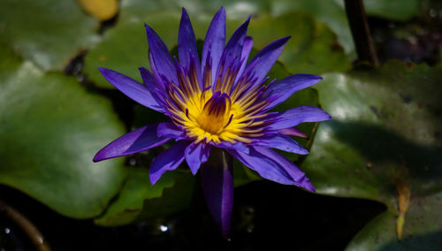 Close-up of purple flower