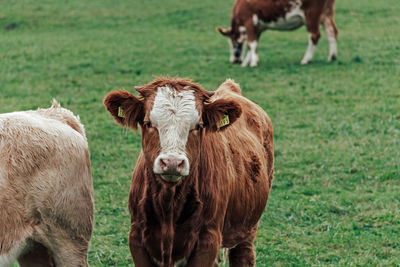 Cows grazing on green pasture