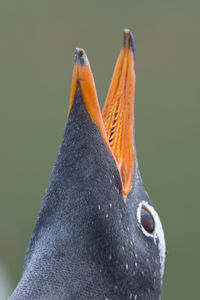 Close-up of a bird