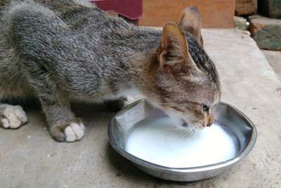 High angle view of a cat drinking water