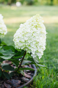 plant