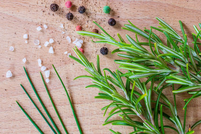 High angle view of plant growing on table