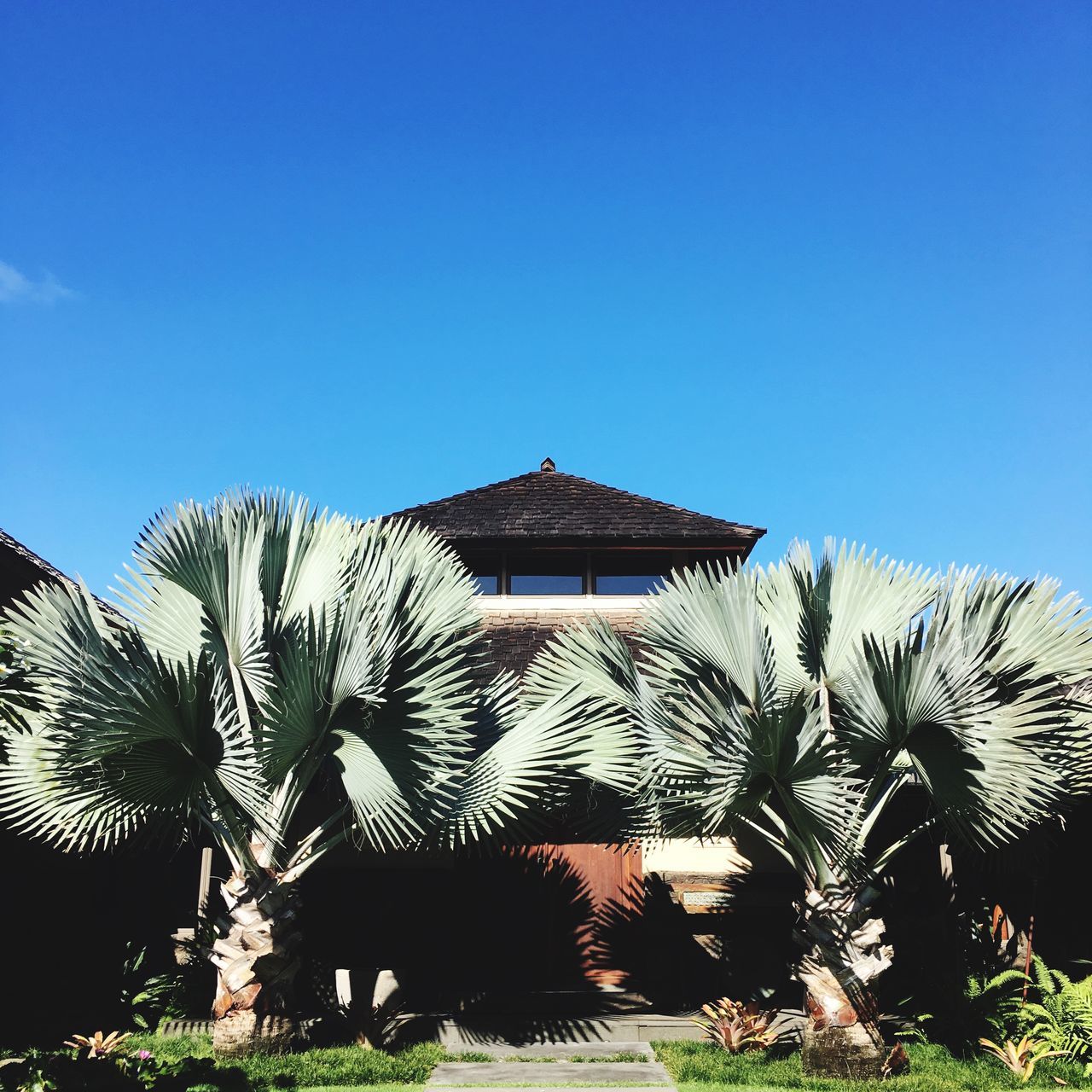 PALM TREES AGAINST BUILDING