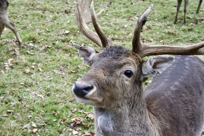 Close-up of deer on field