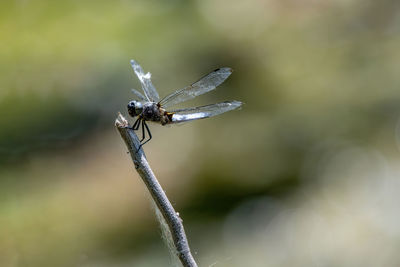 Close-up of dragonfly