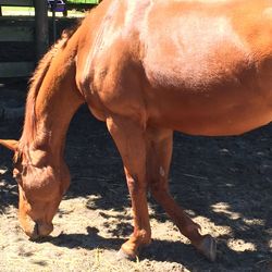 Horse standing in ranch