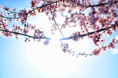 Low angle view of cherry blossoms against sky