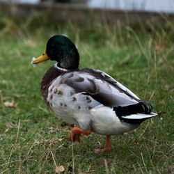 Close-up of mallard duck on field by lake