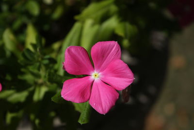 Close-up of pink flower blooming outdoors