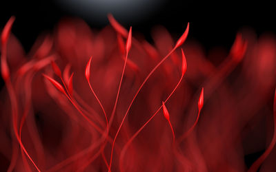 Close-up of plants at night