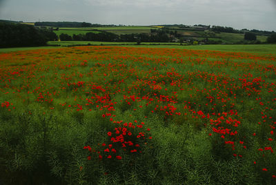 Scenic view of flowering plants on field against sky