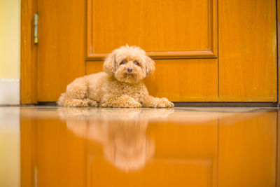 Portrait of dog relaxing on floor at home