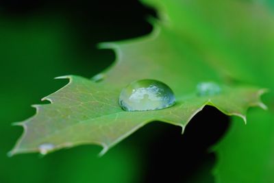 Close-up of green leaf