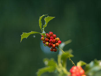 Close-up of red berries growing on plant