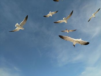 Low angle view of seagulls flying in sky