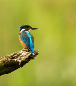 Close-up of bird perching on a branch