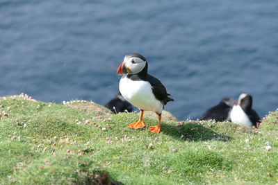 Puffin, orkney islands 