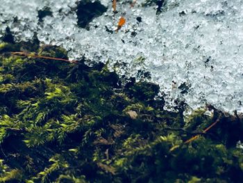 Close-up of fresh green tree