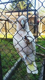 Close-up of chainlink fence in cage
