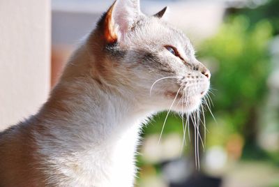 Close-up of a cat looking away