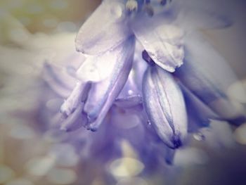 Close-up of flowers