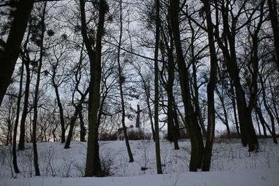 Trees on snow covered landscape against sky